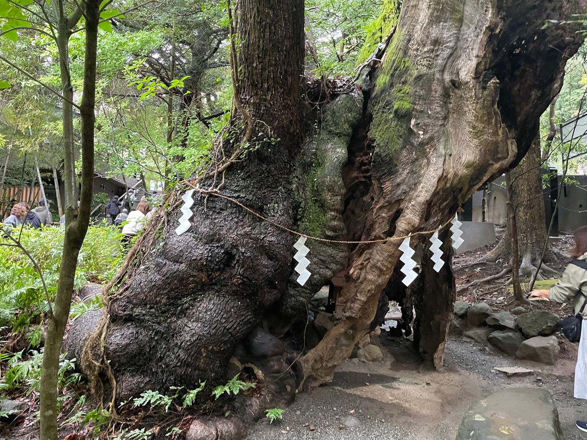 来宮神社の御神体は樹齢2,100年という大楠。幹の周りを一周すると寿命が一...