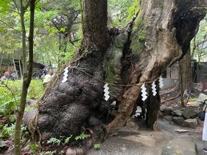 来宮神社の御神体は樹齢2,100年という大楠。幹の周りを一周すると寿命が一...