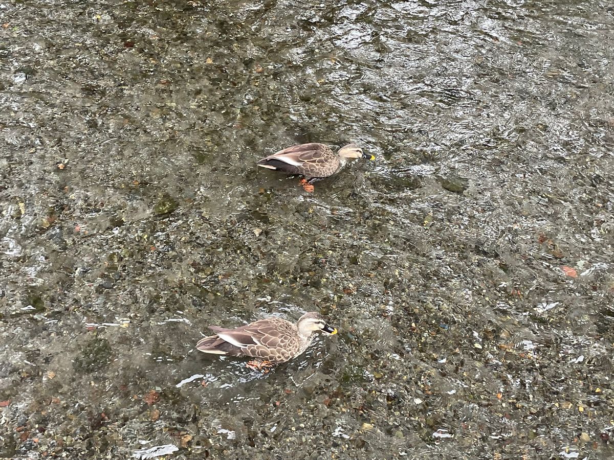 三島は市内に湧水が多くて街中を清流が流れています。