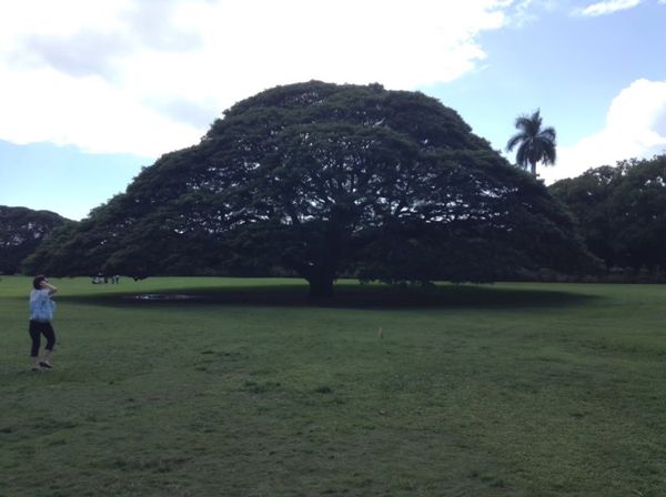 アメリカ(米国)・ホノルル「ハワイ旅行」の写真