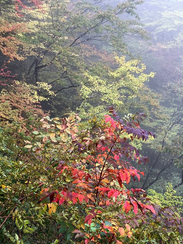 日本・栃木県日光市「日光🚌バスツアー」の写真：☂️で滝が良く見えなかった😅