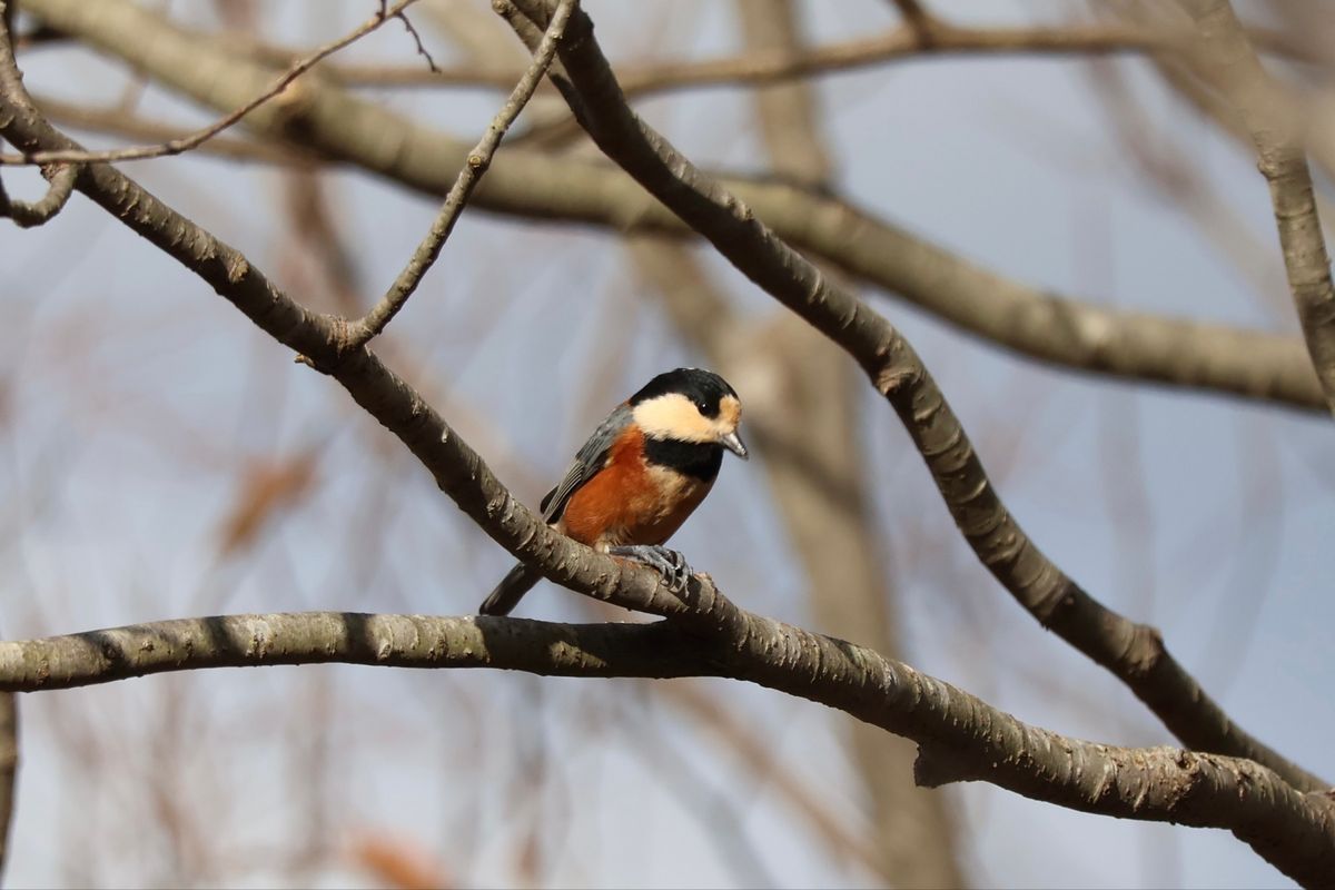 朝食後は再び八郎潟へ。最初は大潟村の生態系公園で探鳥。アカゲラやシジュウカ...
