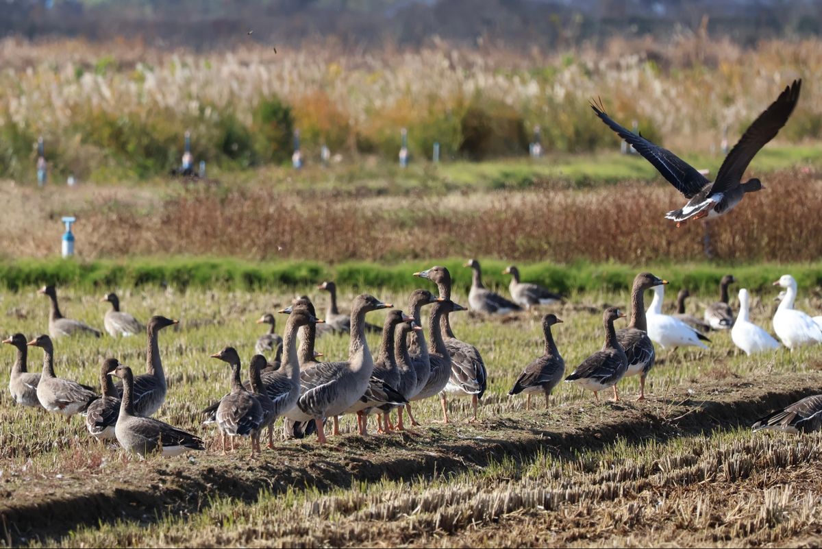 ハクガンの他にはマガン、ヒシクイ、ハクチョウがいました。