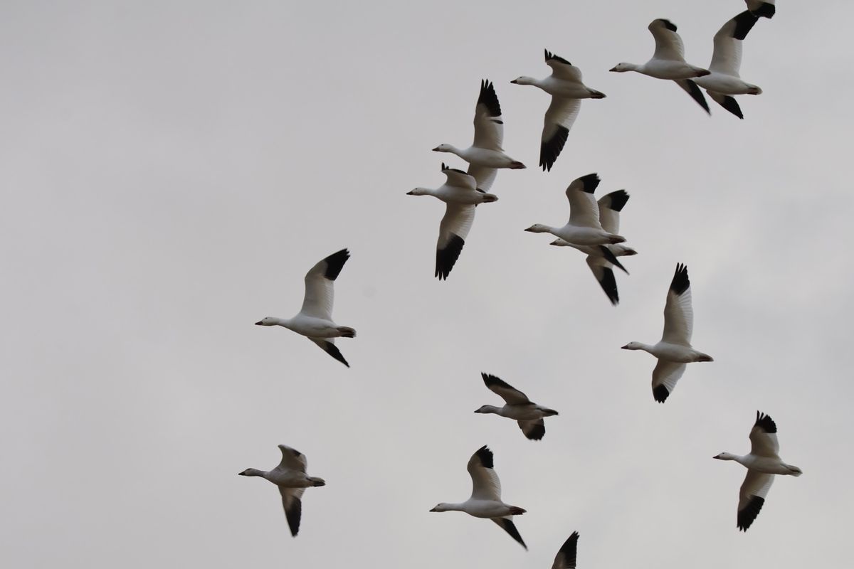 八郎潟を探鳥。ハクガン、マガン、ヒシクイなど。