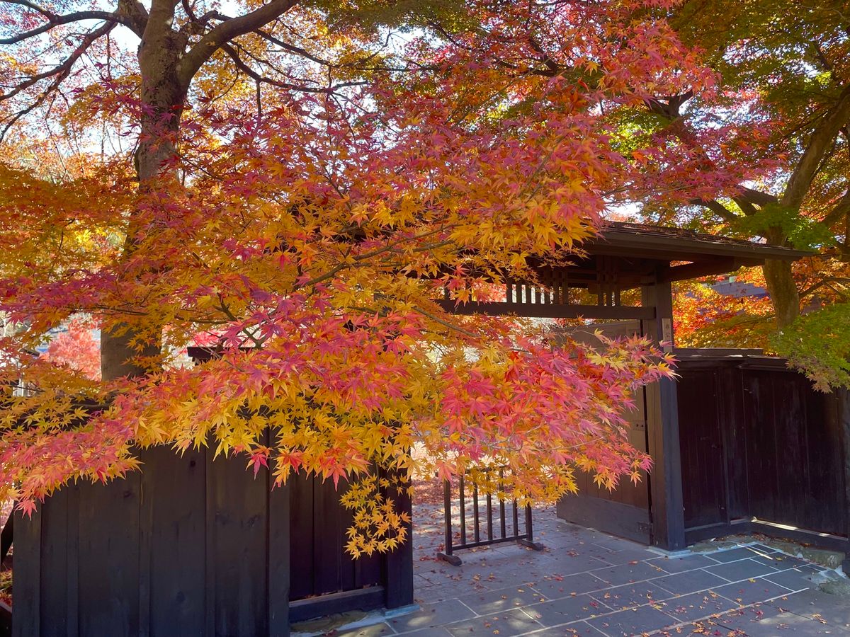 非公開のお屋敷でしたが、門の前の紅葉が綺麗でした。