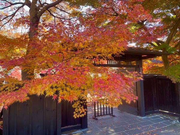 日本・角館「2025年・秋田・八郎潟・角館」の写真：非公開のお屋敷でしたが、門の前の紅葉が綺...