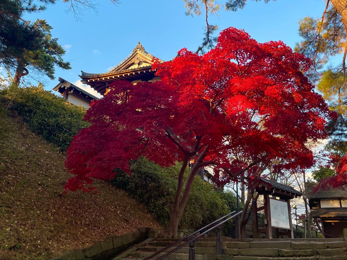 秋田市内に戻って、千秋公園へ。紅葉も見頃でした。ここは一昨日まで熊がいて閉...