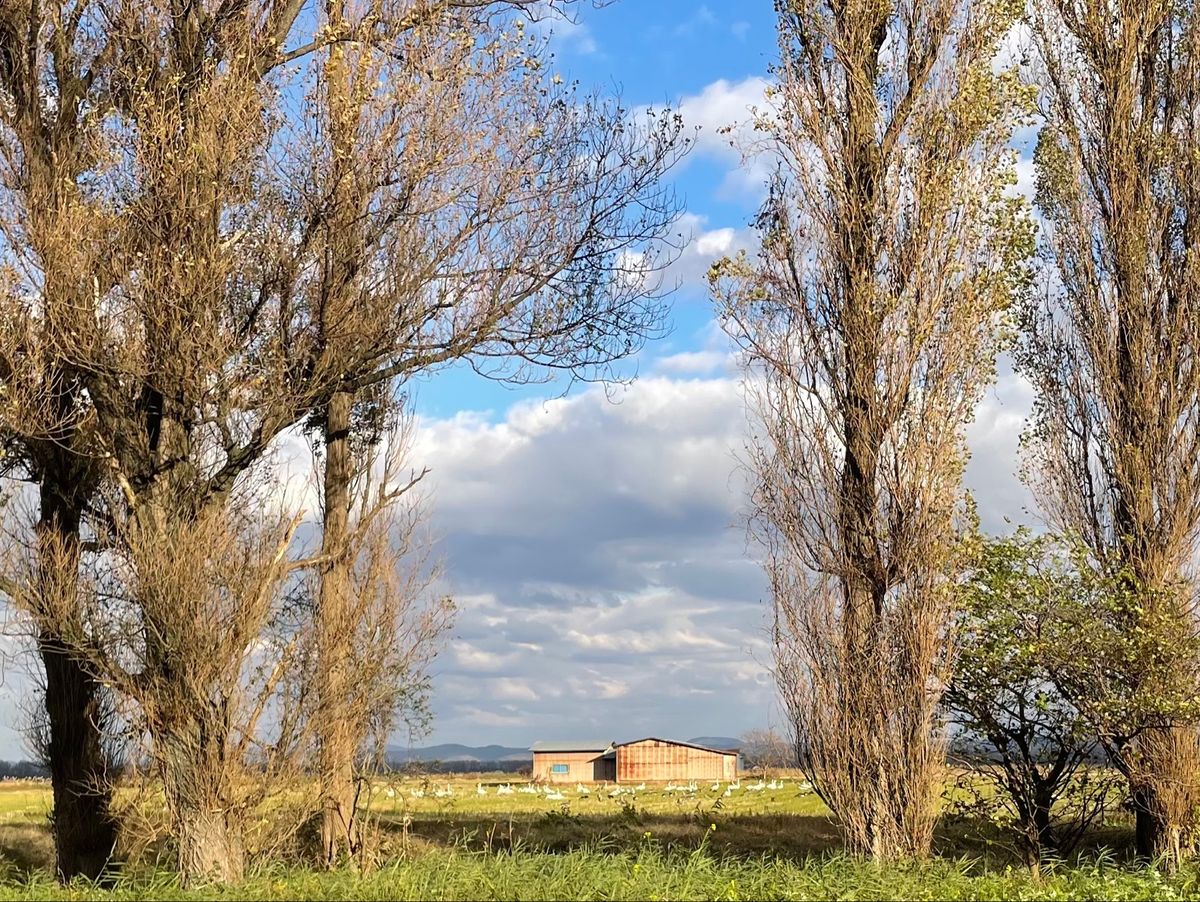 八郎潟を探鳥。ハクガン、マガン、ヒシクイなど。