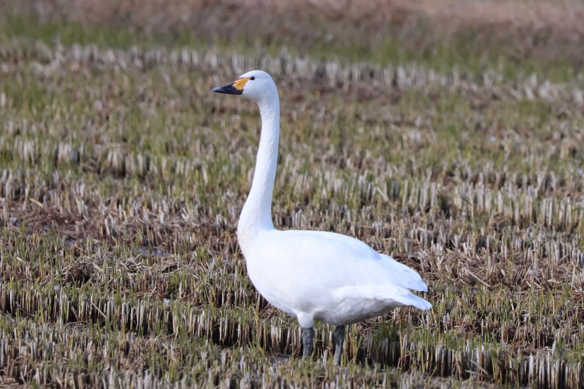 ハクガンの他にはマガン、ヒシクイ、ハクチョウがいました。