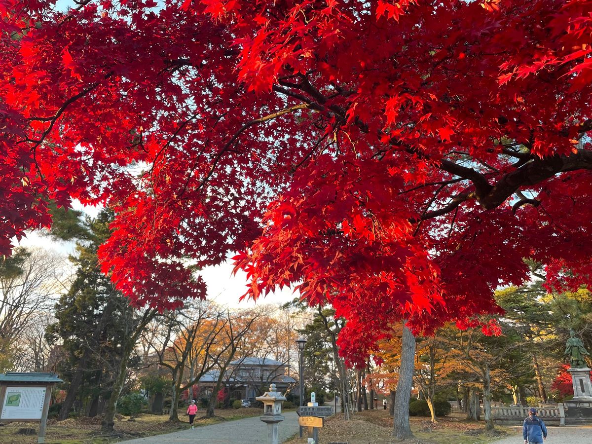 秋田市内に戻って、千秋公園へ。紅葉も見頃でした。ここは一昨日まで熊がいて閉...