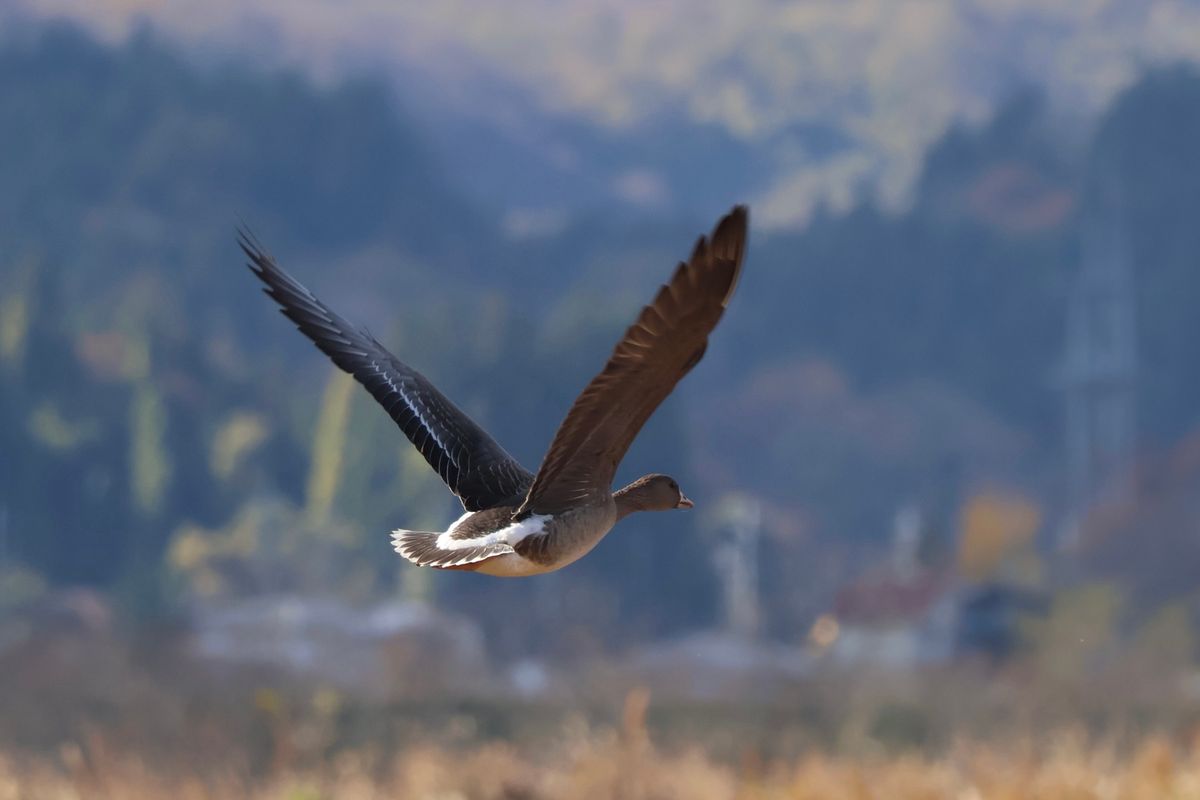 ハクガンの他にはマガン、ヒシクイ、ハクチョウがいました。