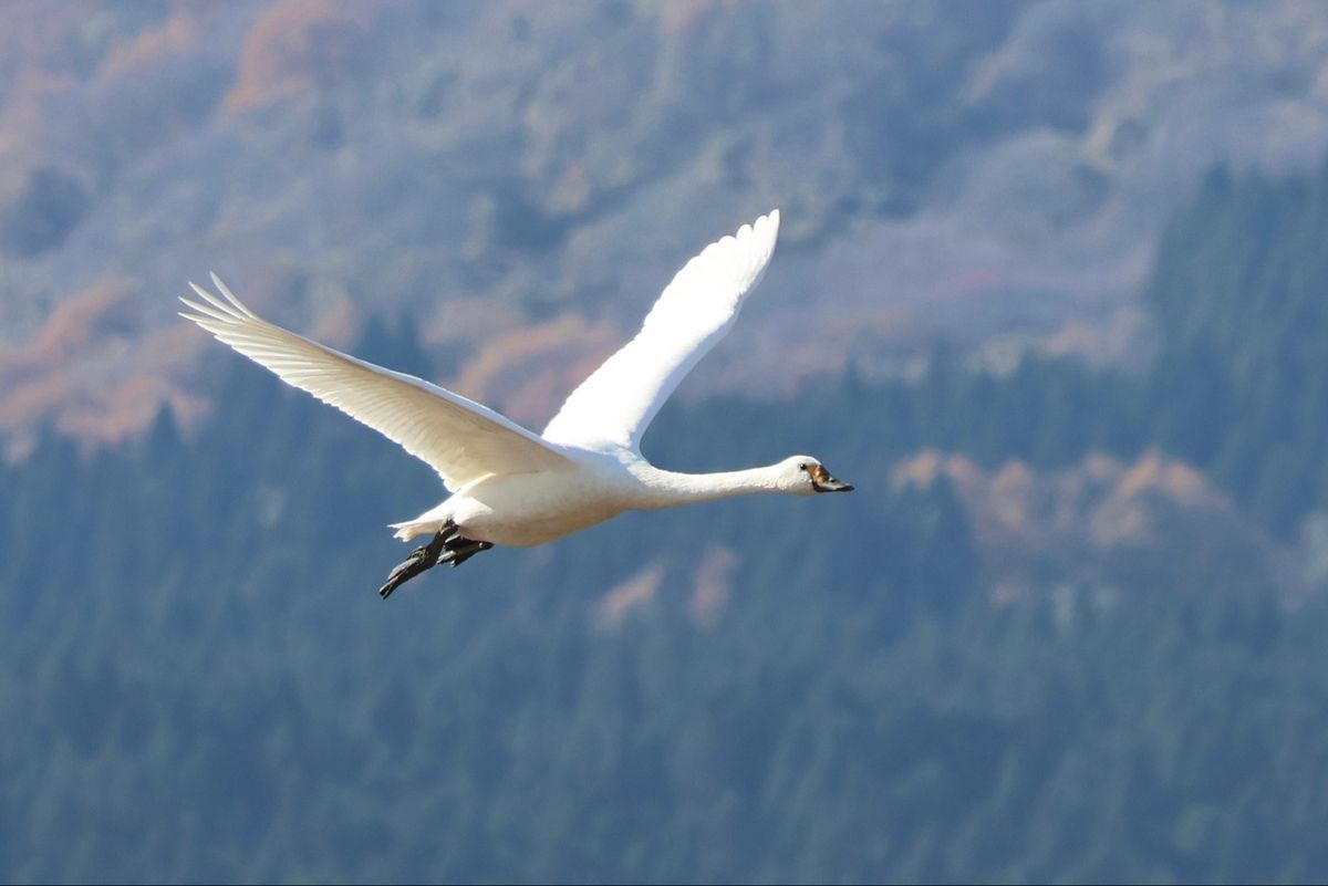 ハクガンの他にはマガン、ヒシクイ、ハクチョウがいました。