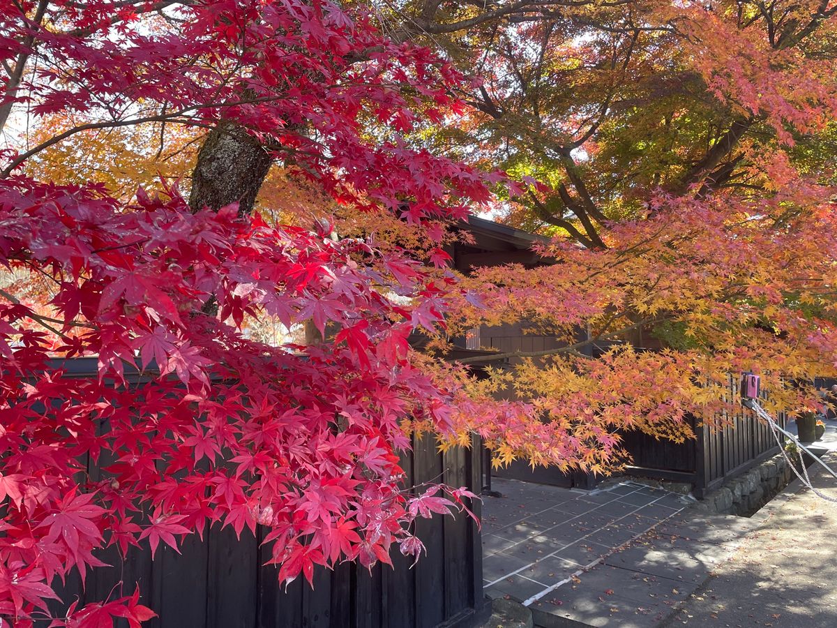 非公開のお屋敷でしたが、門の前の紅葉が綺麗でした。