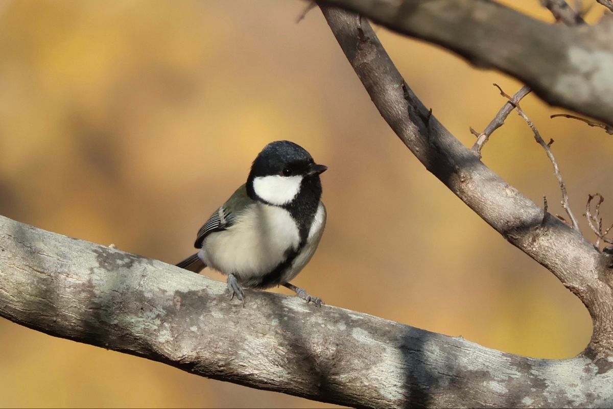 朝食後は再び八郎潟へ。最初は大潟村の生態系公園で探鳥。アカゲラやシジュウカ...