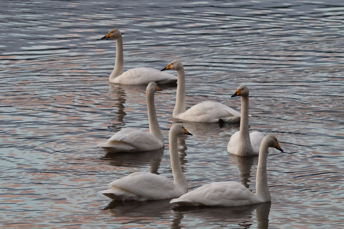 翌朝は夜明け前から近くの小友沼でガンの飛び立ちを見ました。