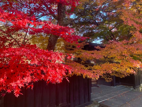 日本・角館「2025年・秋田・八郎潟・角館」の写真：紅葉はちょうど見頃でした