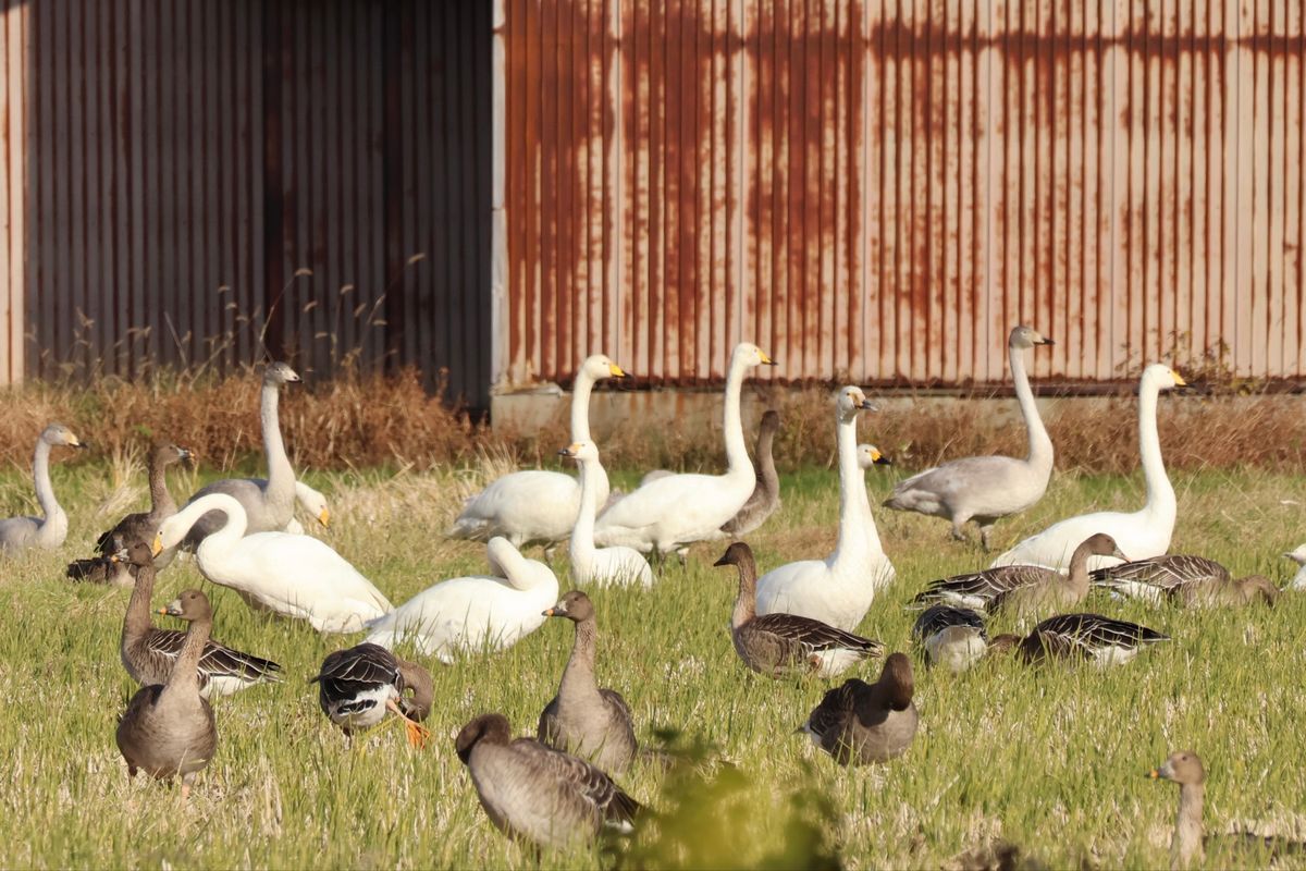 八郎潟を探鳥。ハクガン、マガン、ヒシクイなど。
