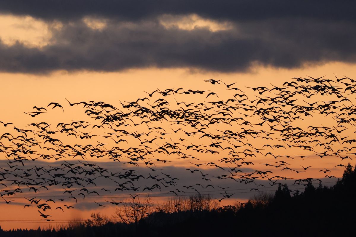 翌朝は夜明け前から近くの小友沼でガンの飛び立ちを見ました。