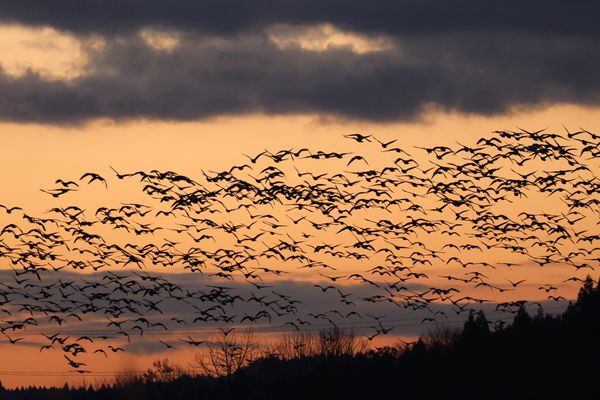 日本・角館「2025年・秋田・八郎潟・角館」の写真：翌朝は夜明け前から近くの小友沼でガンの飛...