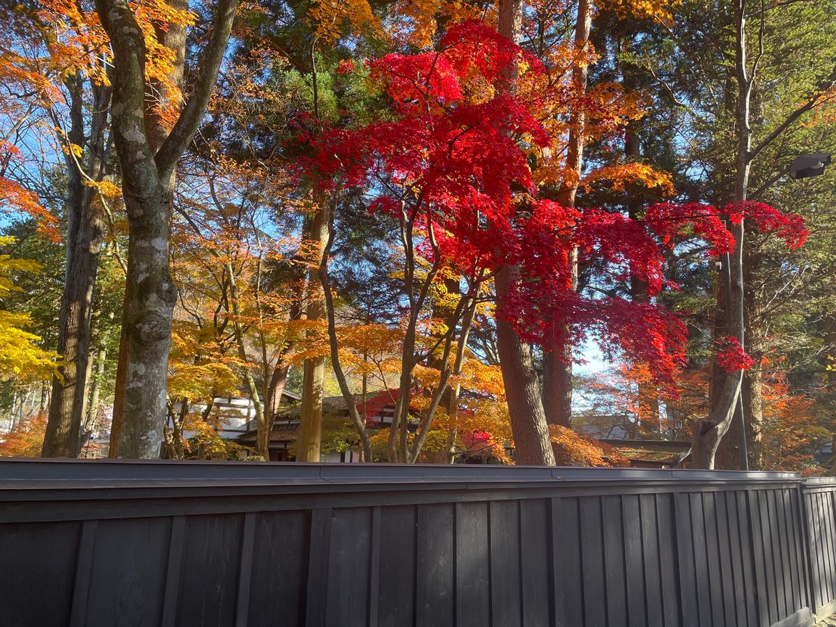 紅葉はちょうど見頃でした