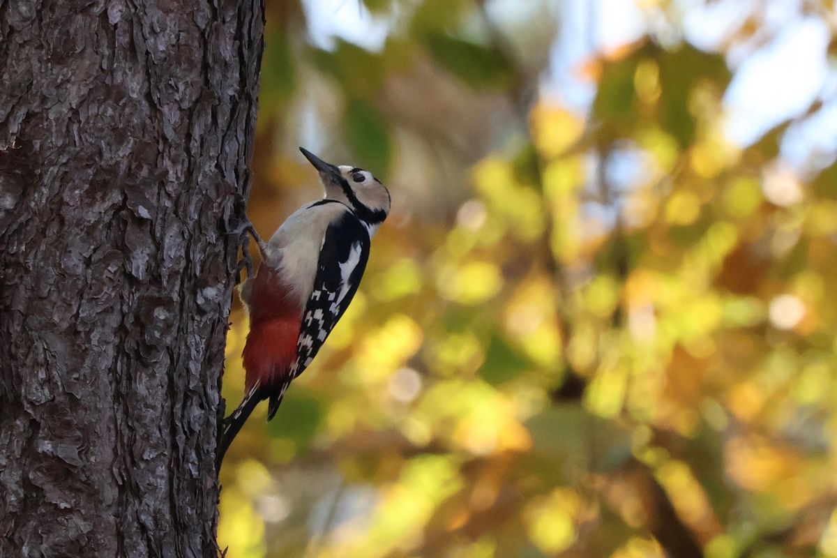 朝食後は再び八郎潟へ。最初は大潟村の生態系公園で探鳥。アカゲラやシジュウカ...