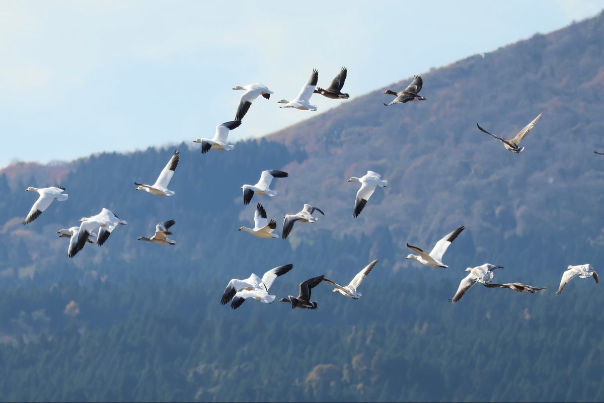 ようやく念願のハクガンを見つけました。約200羽の群れ。真っ白でとても美しい。