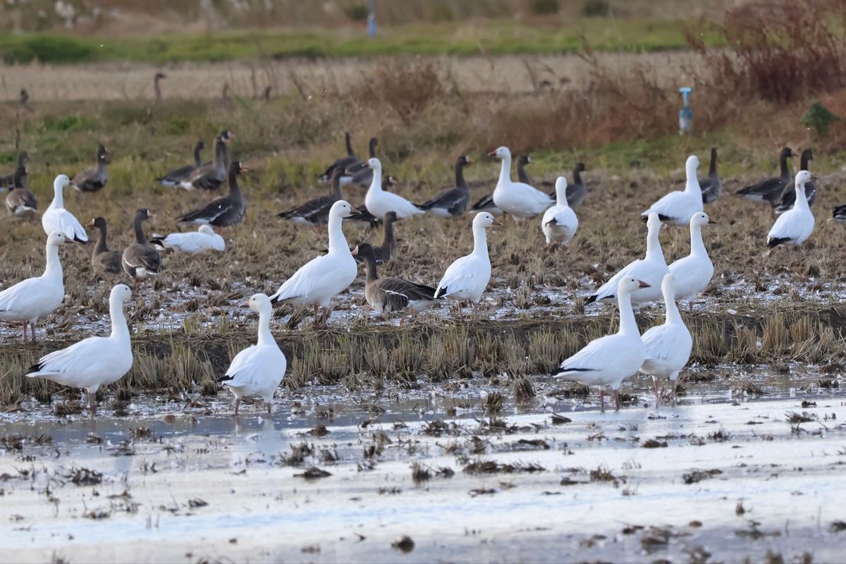 ようやく念願のハクガンを見つけました。約200羽の群れ。真っ白でとても美しい。