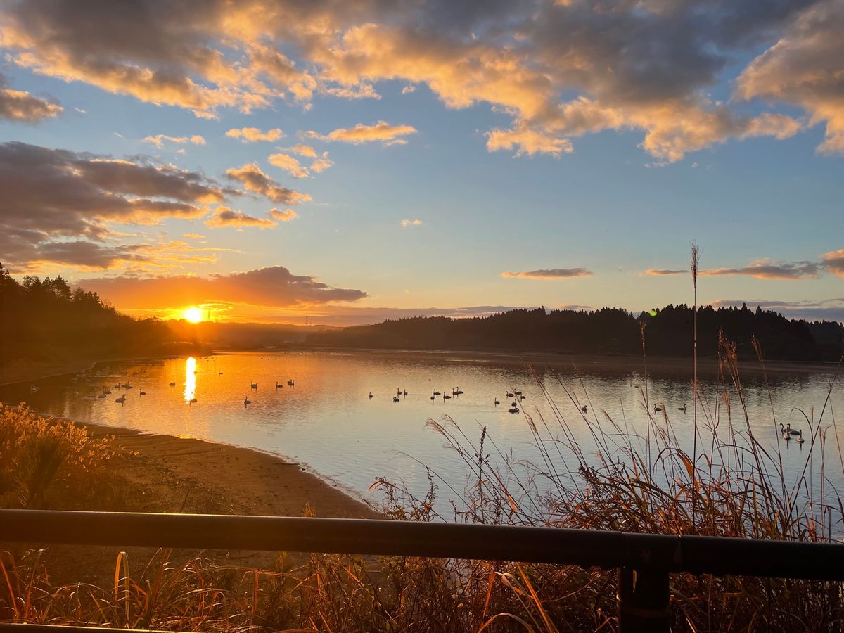 翌朝は夜明け前から近くの小友沼でガンの飛び立ちを見ました。