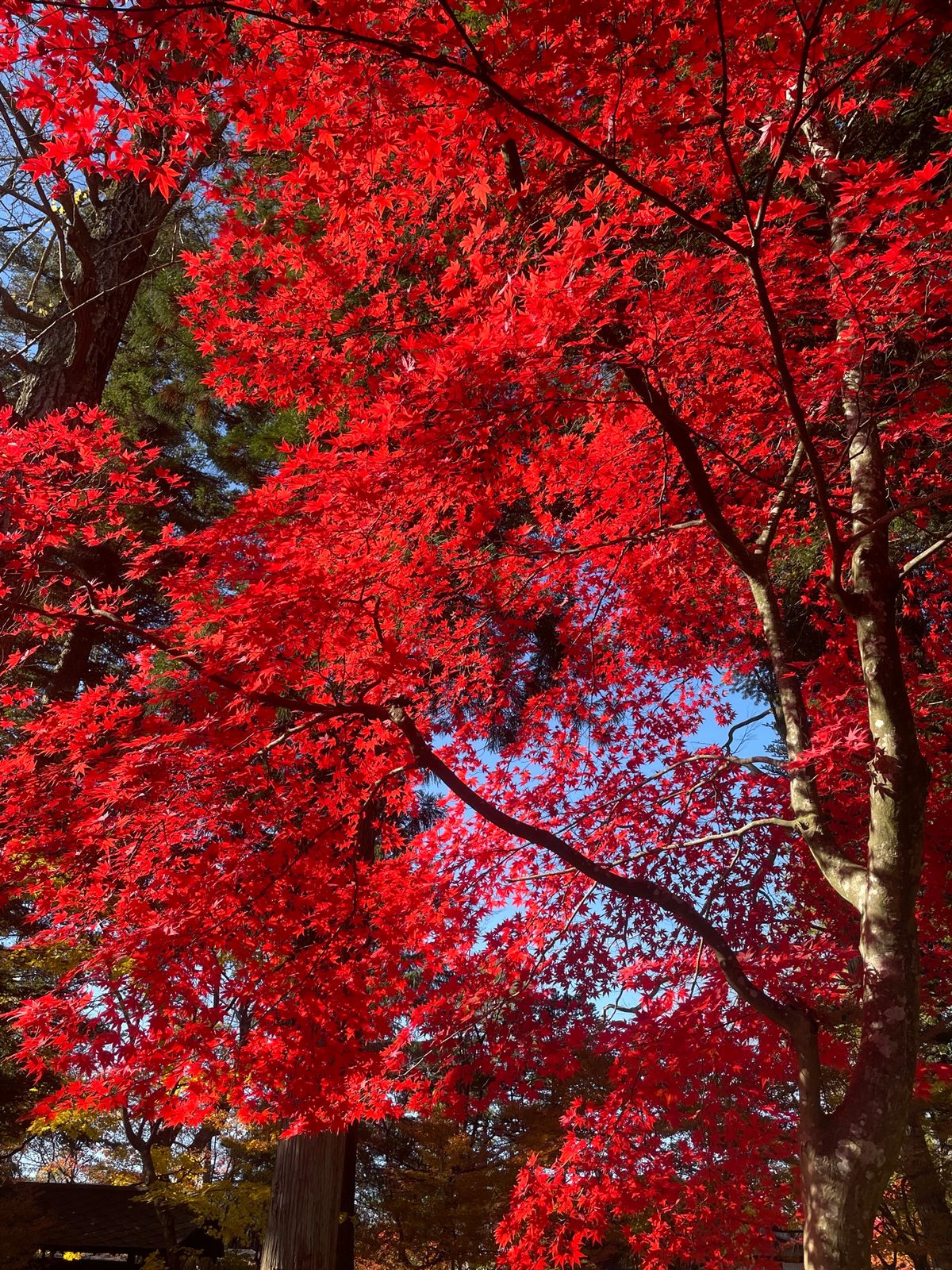 角館の武家屋敷。小野田家