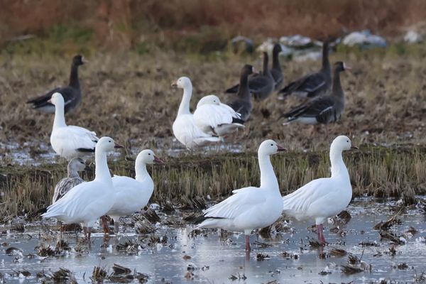 日本・角館「2025年・秋田・八郎潟・角館」の写真：ようやく念願のハクガンを見つけました。約...