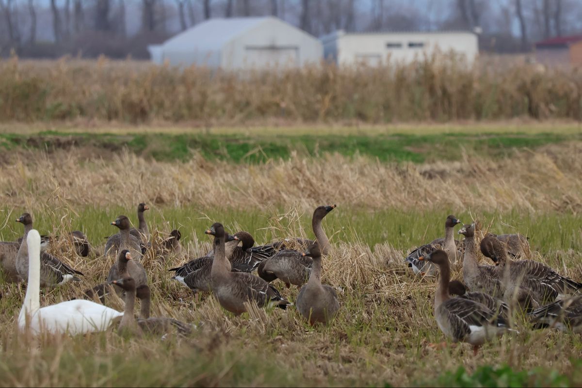 八郎潟を探鳥。ハクガン、マガン、ヒシクイなど。