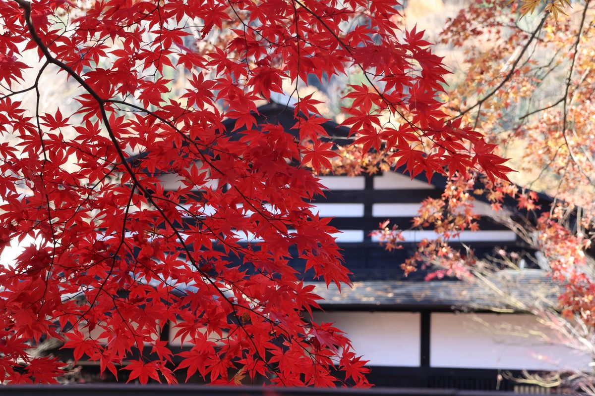 非公開のお屋敷でしたが、門の前の紅葉が綺麗でした。