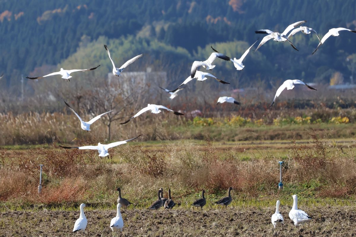 ようやく念願のハクガンを見つけました。約200羽の群れ。真っ白でとても美しい。