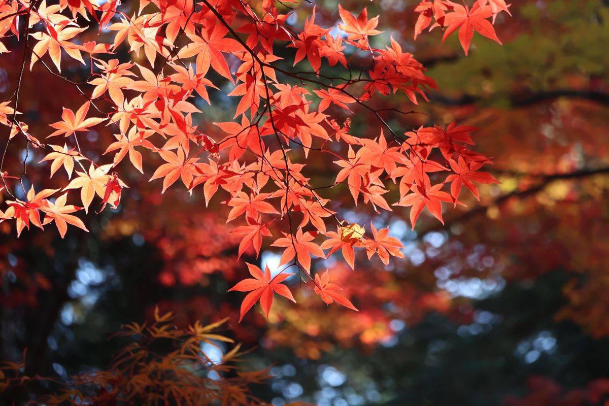 紅葉はちょうど見頃でした