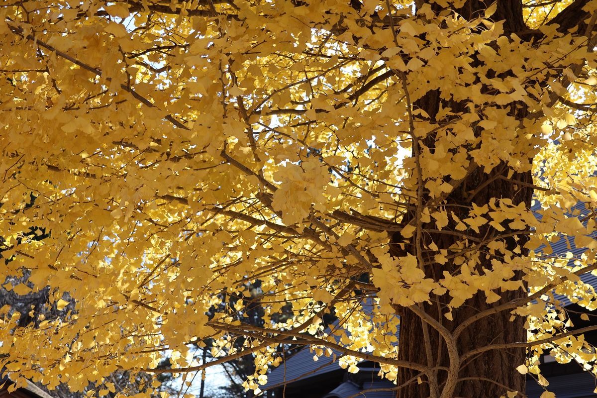 紅葉はちょうど見頃でした