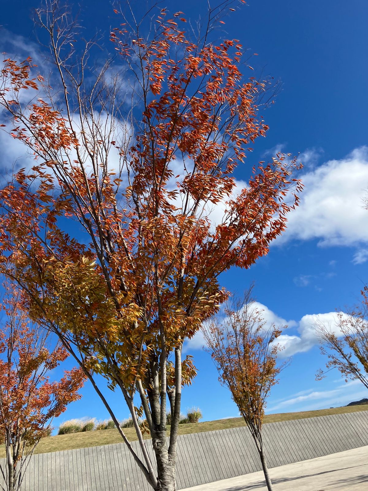 【撮影場所】
岩手県陸前高田市 東日本大震災津波伝承館
博物館/

【住所...
