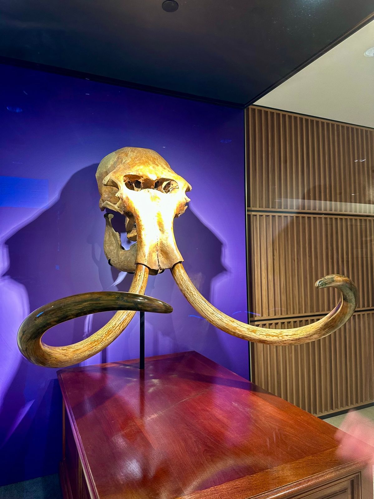 IFCからの九龍の景色と本物のマンモス