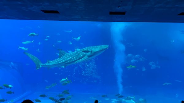 日本・沖縄県「沖縄旅行🏝️🌺」の写真