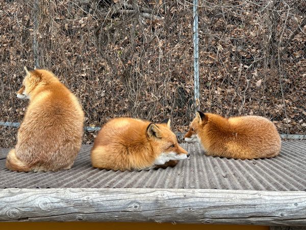 日本・北海道「北見知床網走旅行」の写真：北見観光
北きつね牧場、山の水族館、道の...