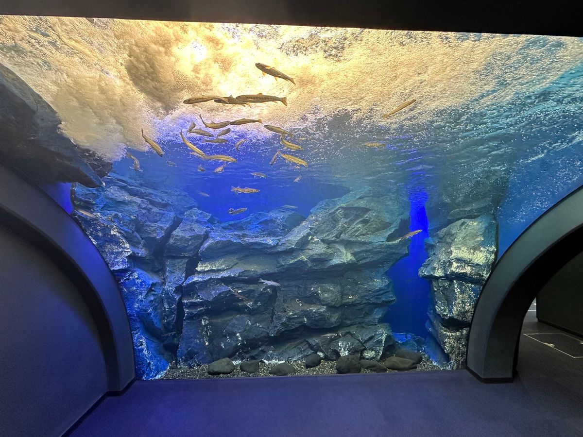 北見観光
北きつね牧場、山の水族館、道の駅 おんねゆ温泉、セコマのカツ丼