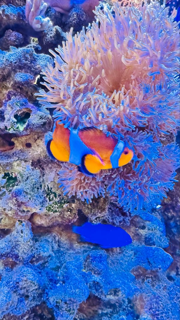 日本・沖縄県「沖縄県」の写真