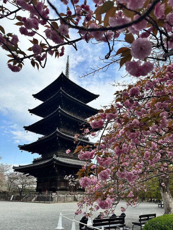 日本・京都府「ユニバ・万博・京都」の写真：大好きな京都は☀️