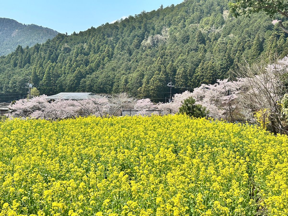 大好きな京都は☀️