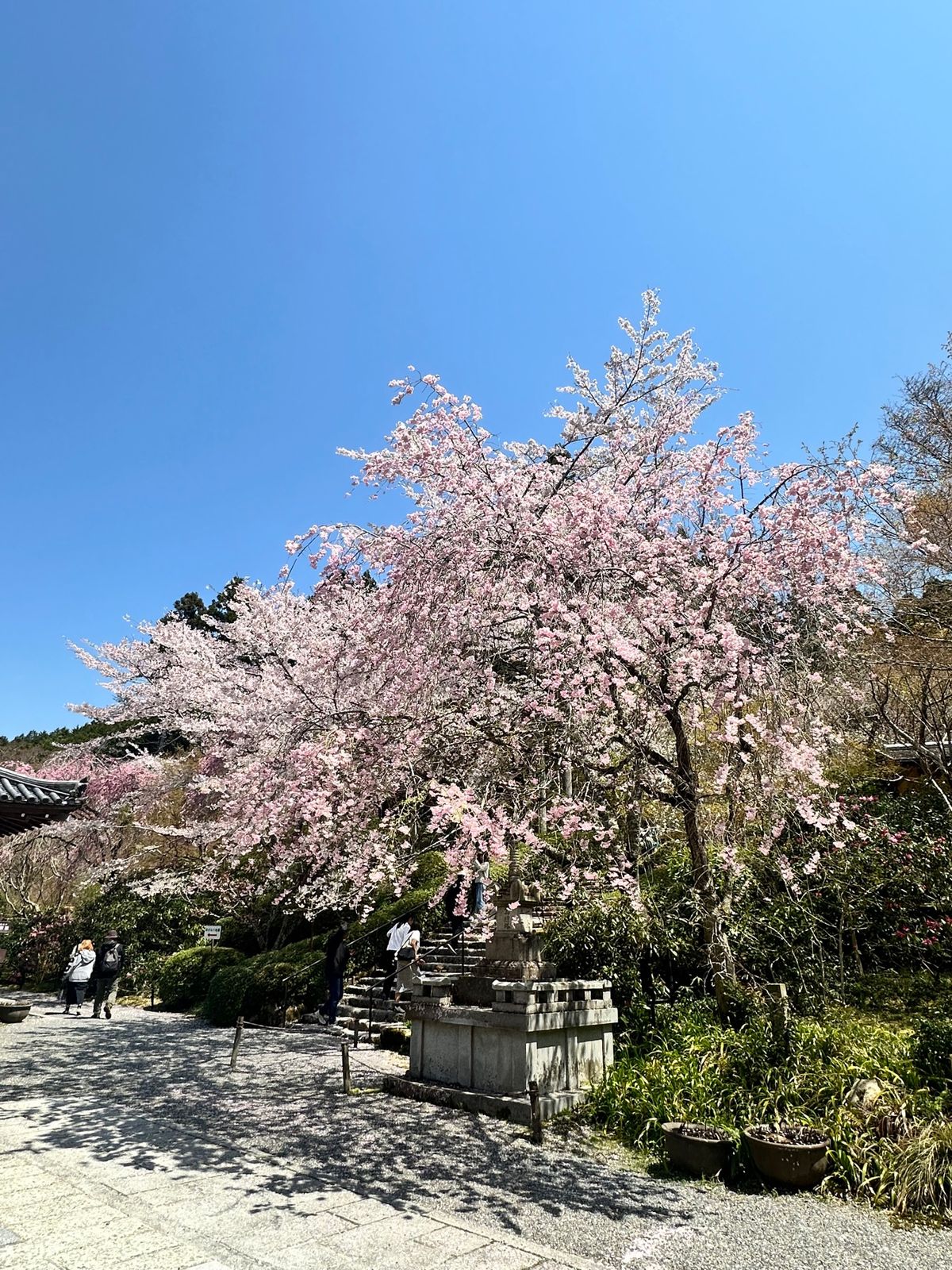 大好きな京都は☀️