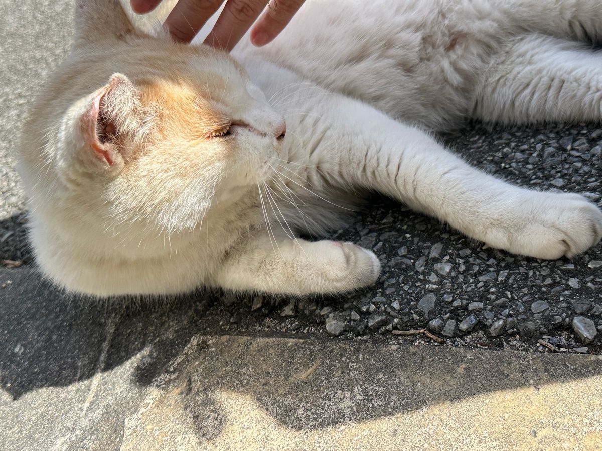 気温17℃は寒いらしい
桜が咲いていました😃