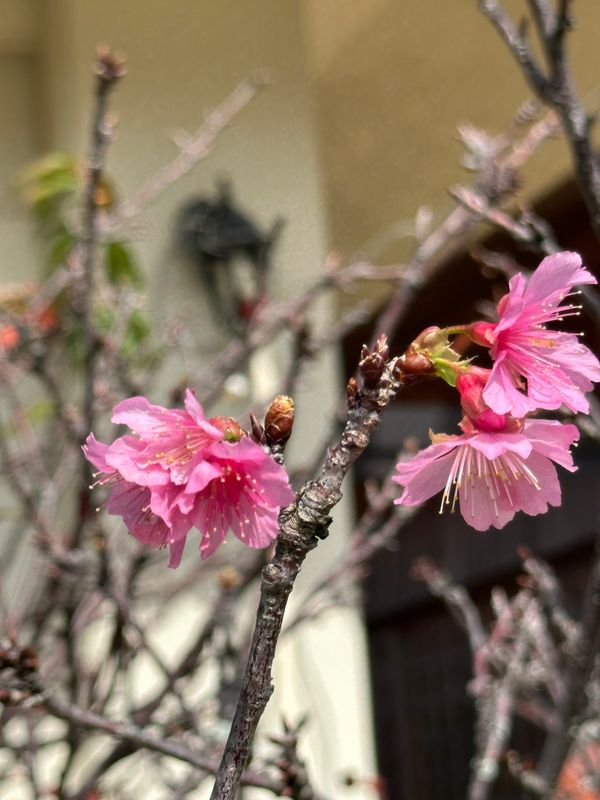 日本・宮古島「宮古島」の写真：気温17℃は寒いらしい
桜が咲いていました😃