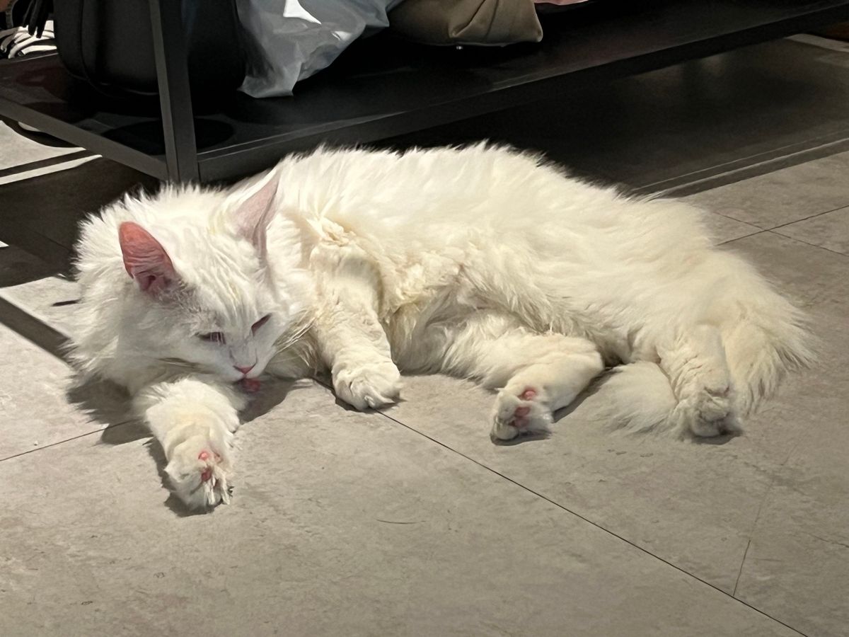 猫カフェでまったりタイム
ケーキも美味しかった