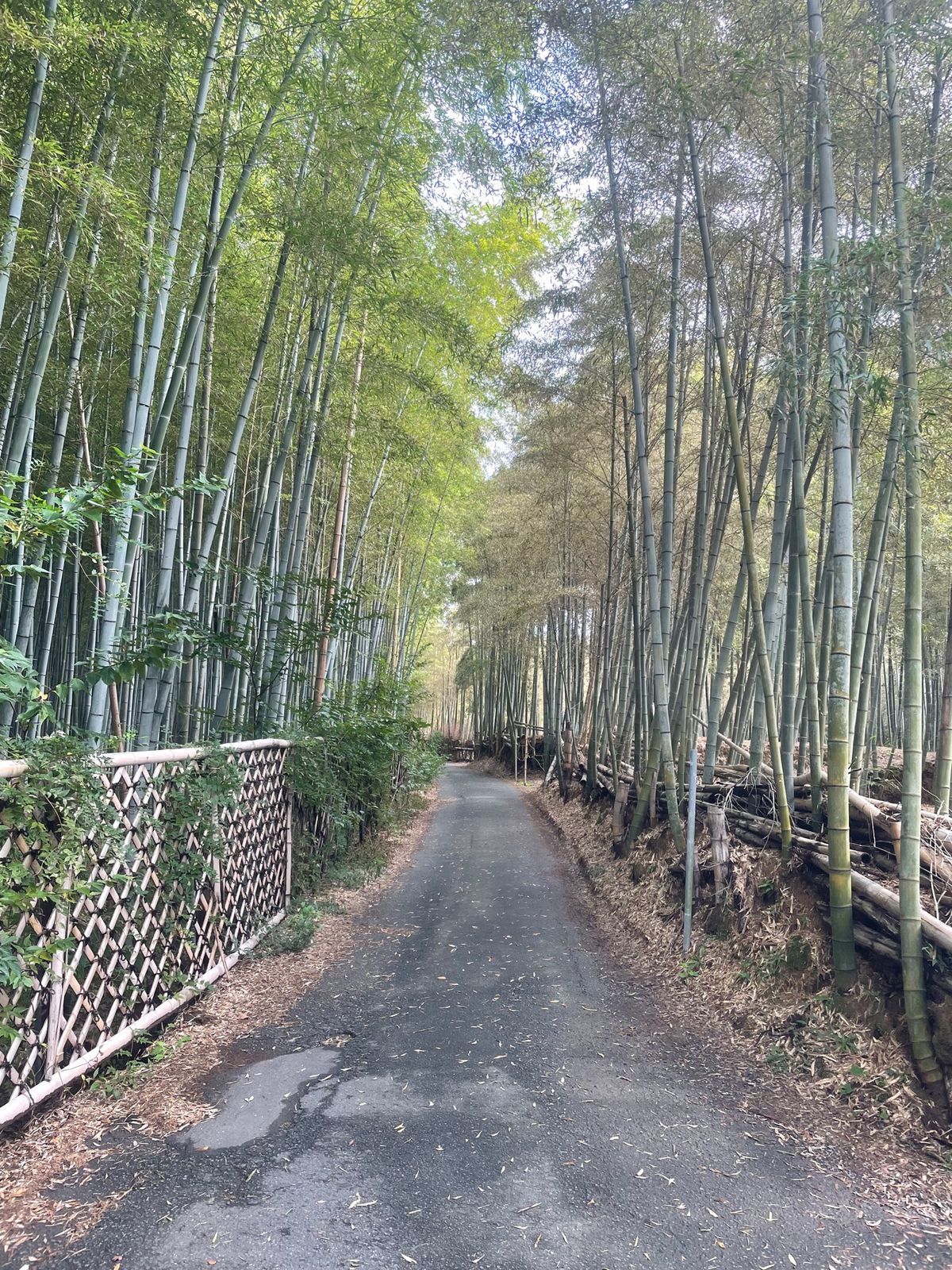 竹林公園
竹に囲まれた道がかなり長く続いてて綺麗