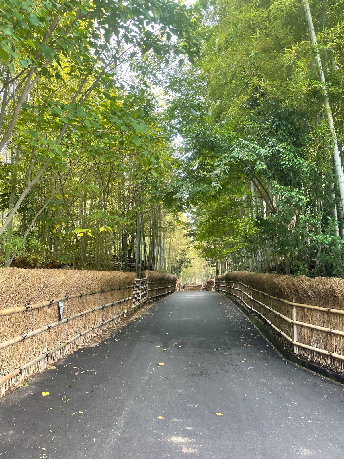 竹林公園
竹に囲まれた道がかなり長く続いてて綺麗