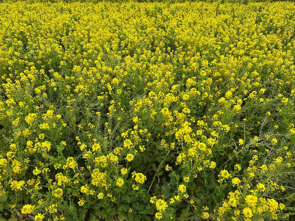明石海峡大橋、あわじ花さじき、ホテルニューアワジ、淡路島バーガー